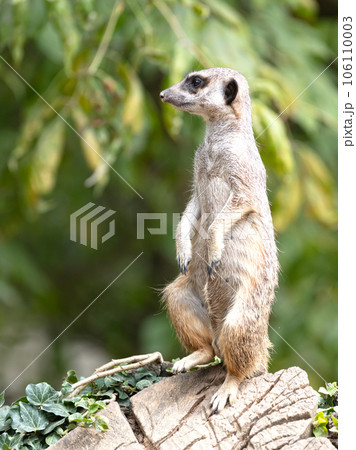 Meerkat (Suricata suricatta) on watch-duty, selective focus 106110003