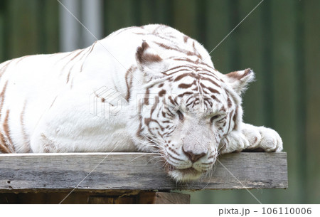 White tiger / bleached tiger (Panthera tigris) pigmentation variant of the Bengal tiger White tiger / bleached tiger (Panthera tigris) pigmentation variant of the Bengal tiger 106110006
