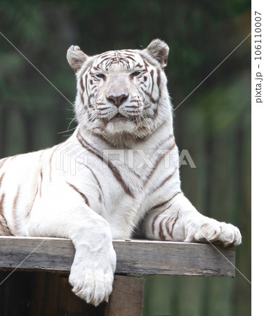 White tiger / bleached tiger (Panthera tigris) pigmentation variant of the Bengal tiger White tiger / bleached tiger (Panthera tigris) pigmentation variant of the Bengal tiger 106110007