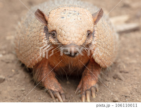Six-Banded Armadillo (Euphractus Sexcinctus), selective focus 106110011