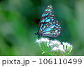 Beautiful butterfly on flower during sprintime 106110499