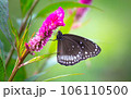 Crow Butterfly on flower during Spring season 106110500