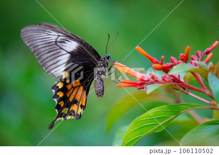 Beautiful Mormon butterfly on flower drinking Nectar during Spring season 106110502