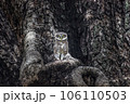 Owl sitting on tree trunk camouflaged 106110503