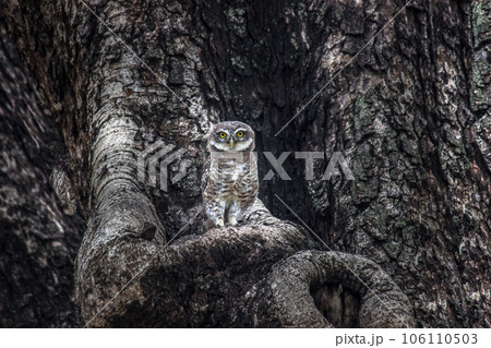 Owl sitting on tree trunk camouflaged 106110503