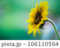 Sunflower in full bloom during Springtime 106110504