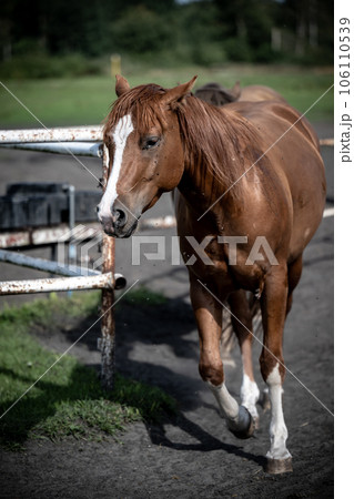 beautiful horses in a stud farm 106110539