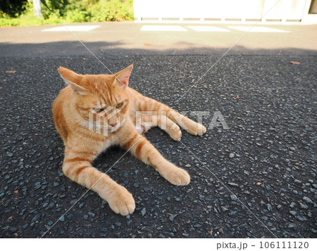 道路で寝ている猫 106111120