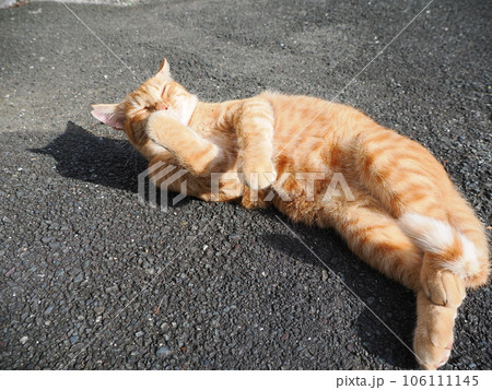 道路で寝ている猫 106111145