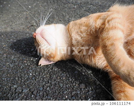 道路で寝ている猫 106111174