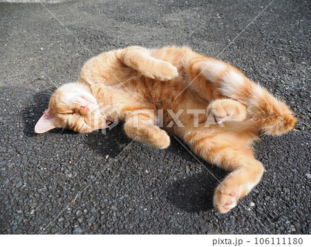 道路で寝ている猫 106111180