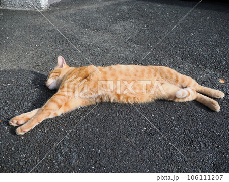 道路で寝ている猫 106111207