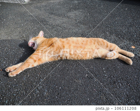 道路で寝ている猫 道路で寝ている猫 106111208