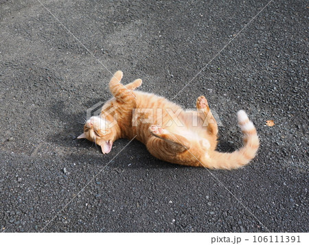 伸びをする可愛い猫 106111391