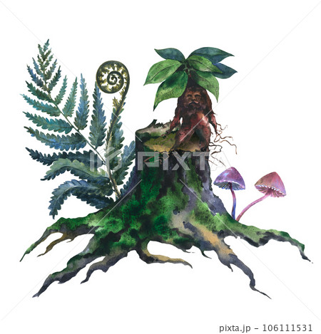 Watercolor picture of an old stump, tree cut trunk with green moss, fern and mandragora plan, hand painted in watercolor on a white background 106111531