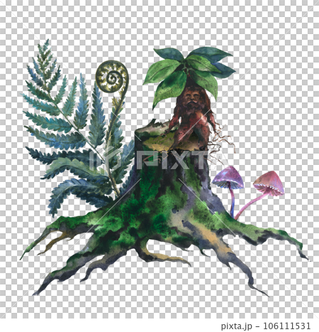 Watercolor picture of an old stump, tree cut trunk with green moss, fern and mandragora plan, hand painted in watercolor on a white background 106111531