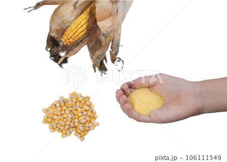 cob with some corn seeds 106111549