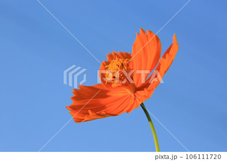 キバナコスモス 106111720