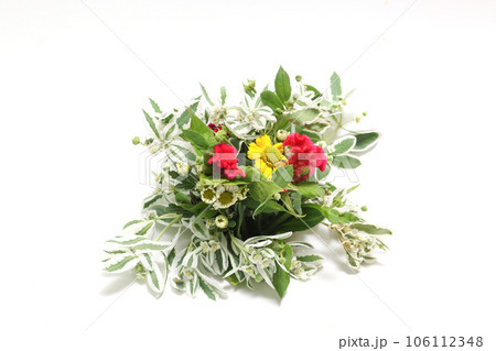ハツユキソウとケイトウの花束 ハツユキソウとケイトウの花束 106112348