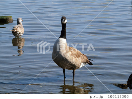 Canadian Geese with seagull in background 106112396