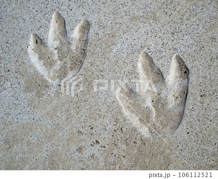 Dinosaur Footprints 106112521