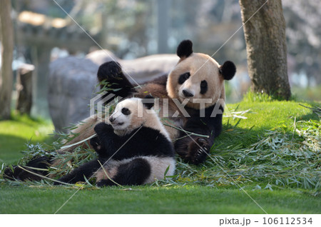 良浜ママの真似をして竹をかじる優浜 106112534