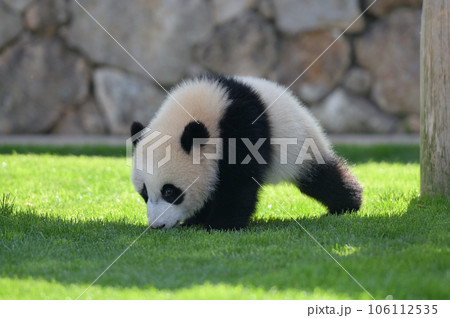 お散歩中の優浜 お散歩中の優浜 106112535