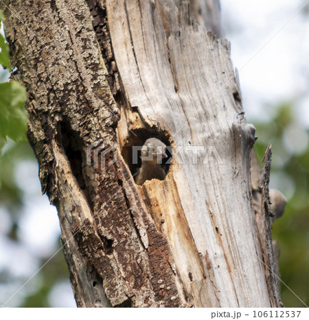 Baby woodpecker bird looking out from a hole in a tree 106112537