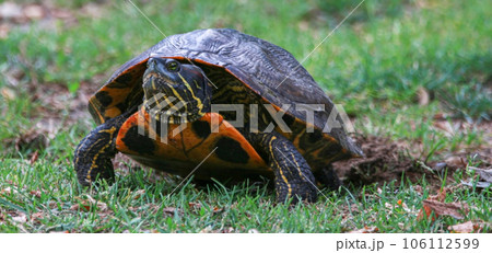 Front view of a snapping turtle laying her eggs in grass across from a pond Front view of a snapping turtle laying her eggs in grass across from a pond 106112599