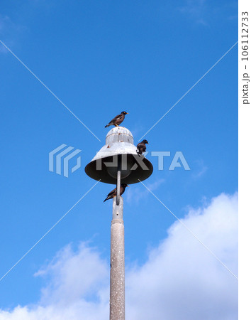 Three Common Myna, native to India, rest on a lamp post in Honolulu 106112733