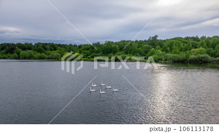 Aerial view of some white swan birds on a lake during a beautiful summer morning. Birds in nature. Aerial view of some white swan birds on a lake during a beautiful summer morning. Birds in nature. 106113178