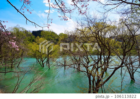 白川湖の水没林(山形県) 白川湖の水没林(山形県) 106113822
