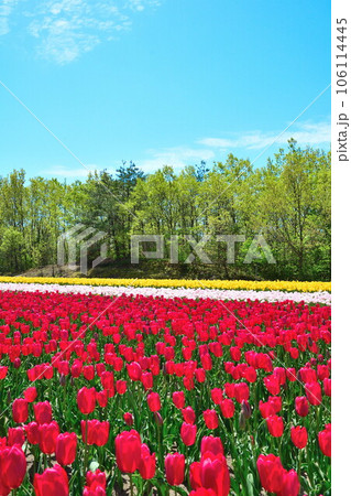 長池憩いの森チューリップ園(新潟県) 長池憩いの森チューリップ園(新潟県) 106114445