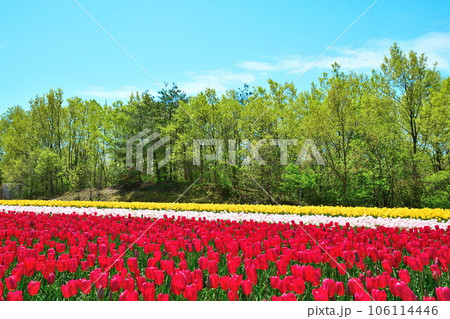 長池憩いの森チューリップ園（新潟県） 106114446