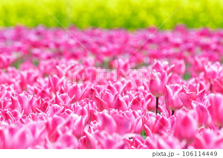 長池憩いの森チューリップ園（新潟県） 106114449