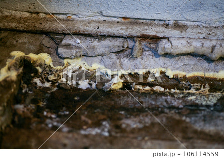 mould from the wall in the houseoff wallpapers damaged by fungus mould from the wall in the houseoff wallpapers damaged by fungus 106114559