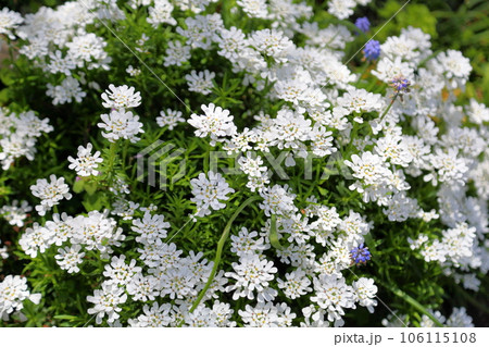 イベリスの花 イベリスの花 106115108