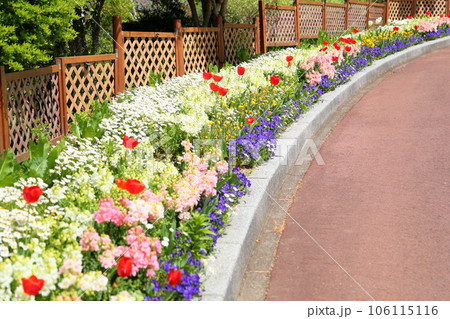 春の花壇 チューリップの花 春の花壇 チューリップの花 106115116