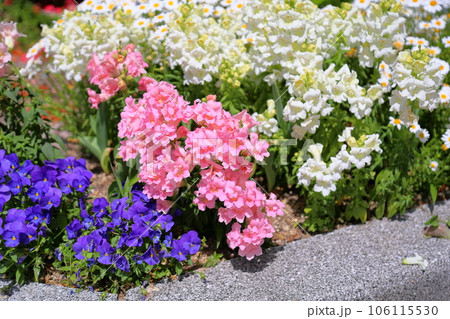 可愛い キンギョソウの花 可愛い キンギョソウの花 106115530