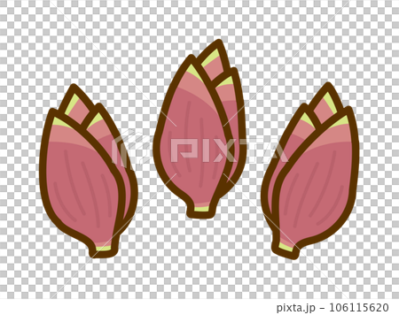 ミョウガのイラスト ミョウガのイラスト 106115620