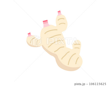 画線の無い新生姜のイラスト 106115625