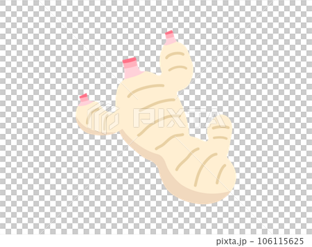 画線の無い新生姜のイラスト 106115625