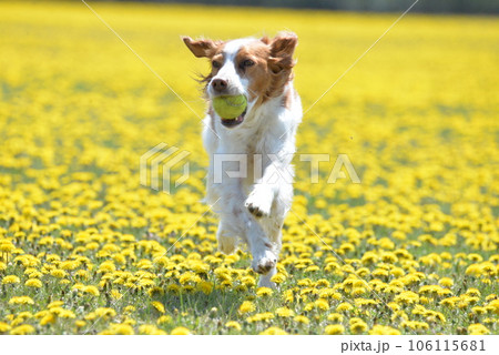 菜の花畑で笑顔で走る犬 菜の花畑で笑顔で走る犬 106115681