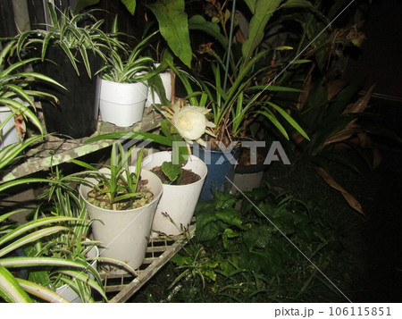 一晩しか楽しめない白い大きい花は月下美人の花 106115851