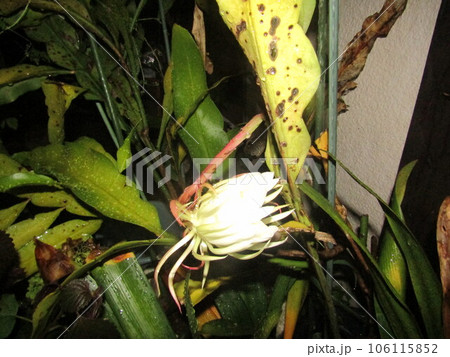 一晩しか楽しめない白い大きい花は月下美人の花 106115852