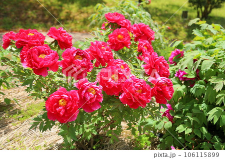 ボタンの花 106115899