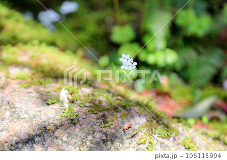 ハクサンハタザオの花 106115904