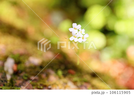 ハクサンハタザオの花 106115905