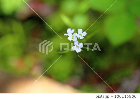 ハクサンハタザオの花 106115906