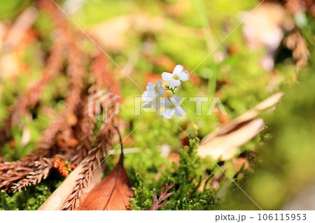 ハクサンハタザオの花 106115953